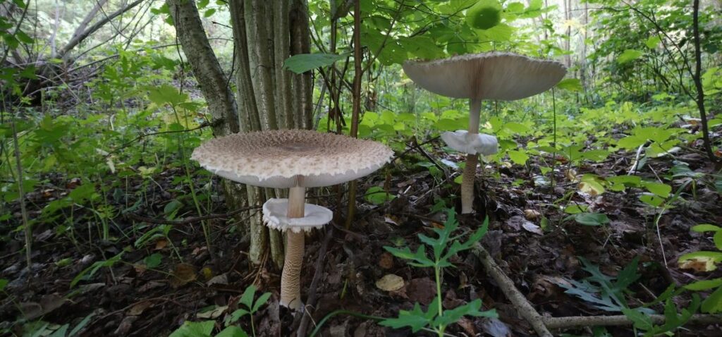 грибы поганки лес