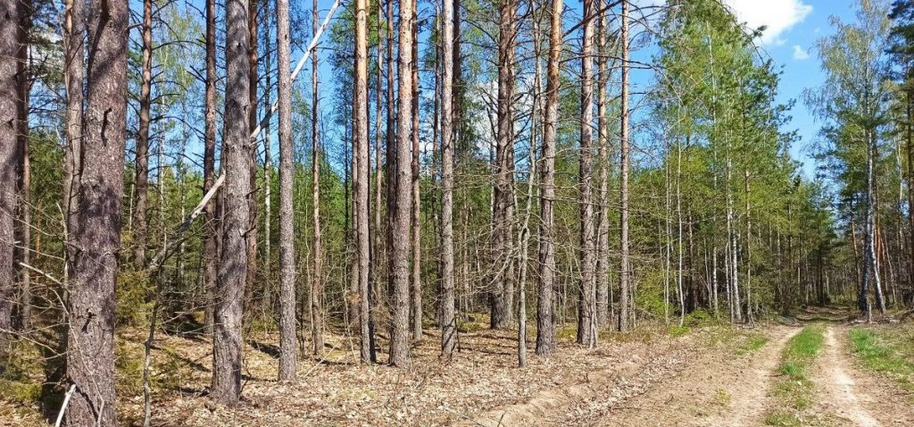 лес пуща мусор фотоловушки запрет мусор лесник инспекция сосны пожар Belarus woods