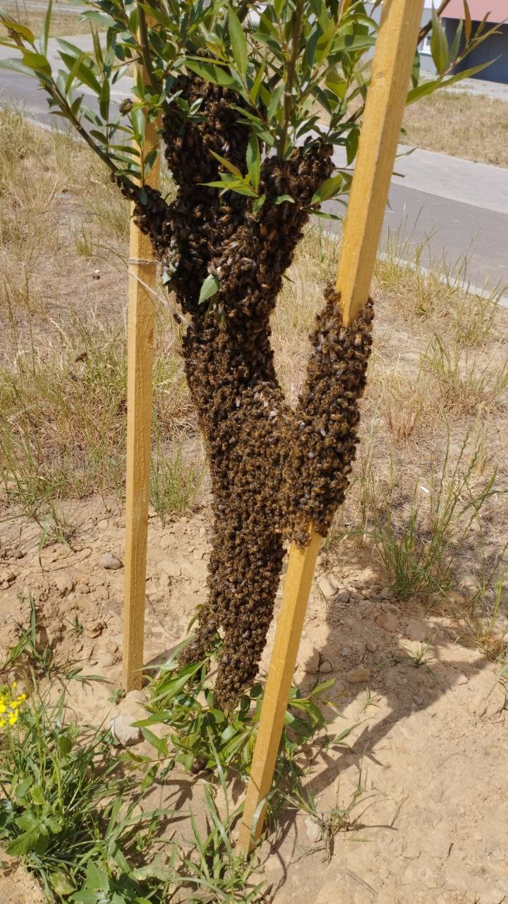 Пчелиный рой в Барановичах