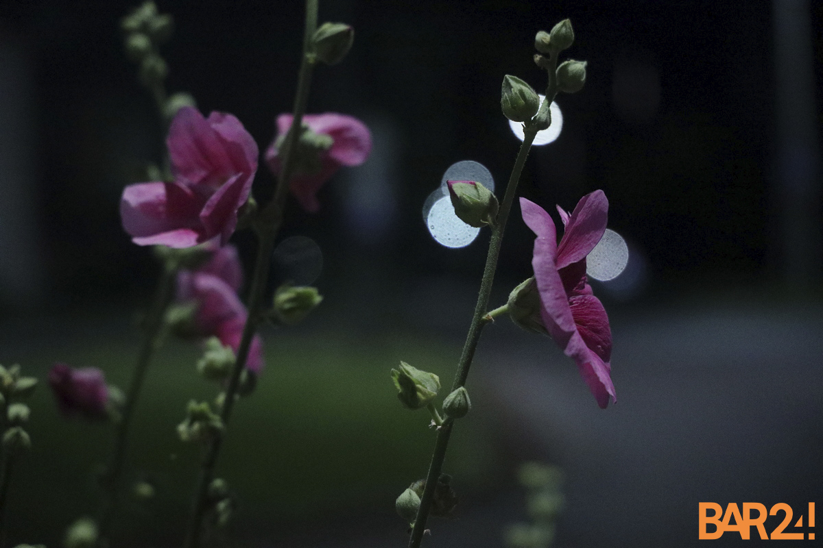 цветы ночью
