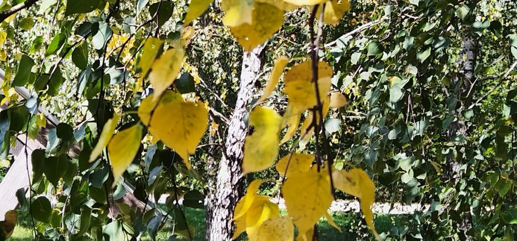 береза, желтые листья, погода
