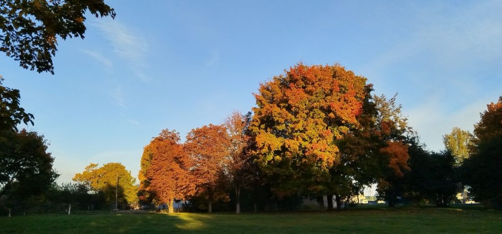 осень, октябрь, деревья, погода