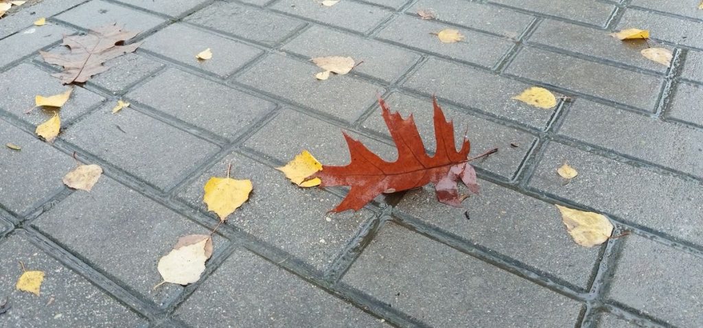 листья, осень, ноябрь, погода