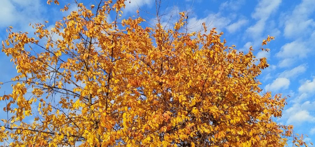 осень, погода, ноябрь, дерево